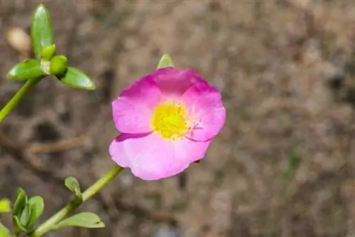 Winter-hardy purslane: cultivation, care and he alth tips