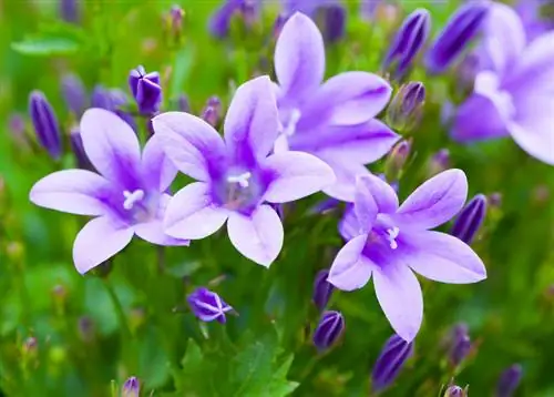 Campanula profiel