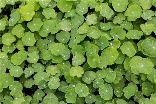 Nasturtium termesztése