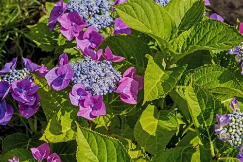 Uenezi wa Hydrangea