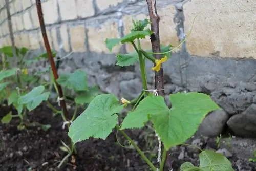 Plante agurker selv - slik mestrer du det på en eksemplarisk måte