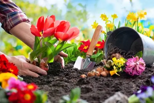 creating a flower bed