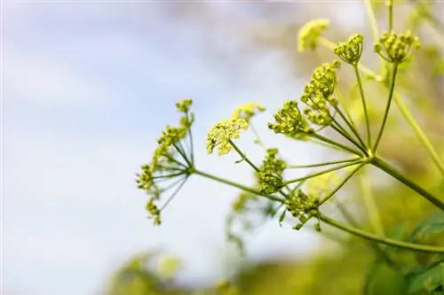 Vaste plant Pimpinelle is winterhard