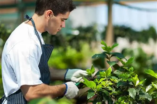 Propagar hortensias aterciopeladas: métodos sencillos para lograr el éxito