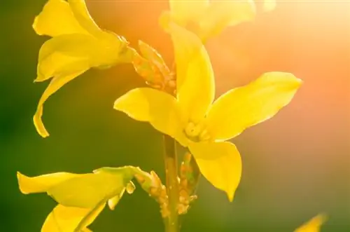 Kukua forsythia kama bonsai