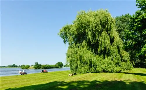 Salice piangente in giardino: profilo e istruzioni per la cura