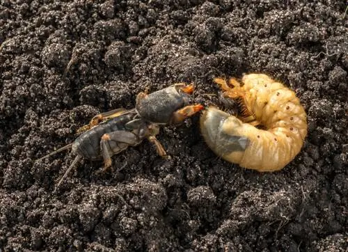 Get to know and drive away mole crickets