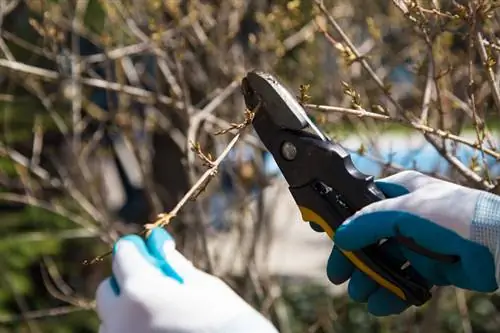 Geen blomme op die forsythia nie? Hier is hoe om hulle te laat blom