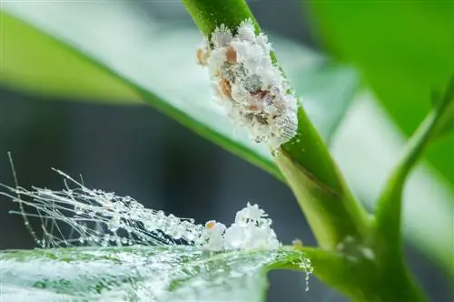 mealybug