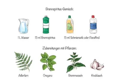 Mealybugs: Mchanganyiko wa pombe iliyosafishwa