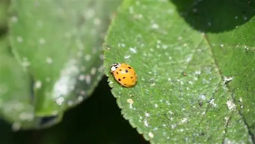 mealybug