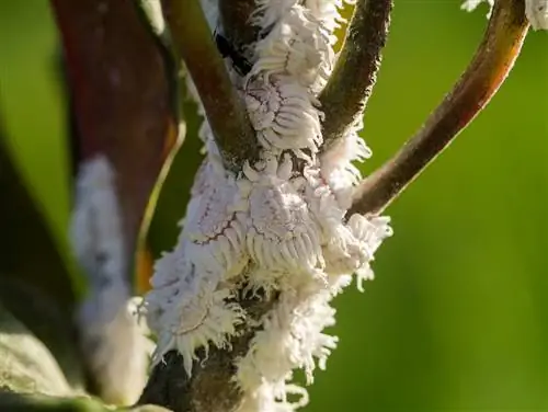 Gjenkjenne og bekjempe mealybugs