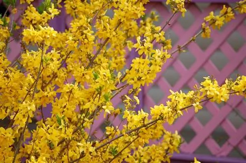 Tanam forsythia