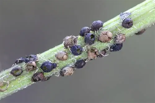 parasitiko wasps