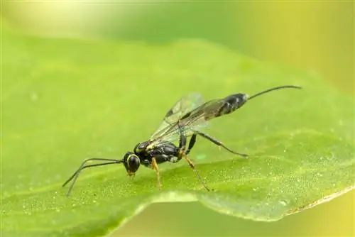 parasitiese wespe