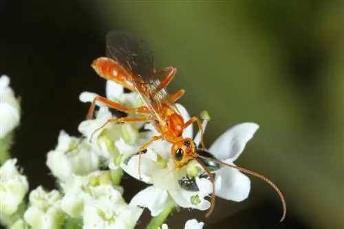 parasitiese wespe