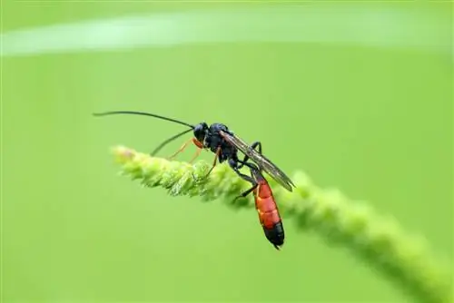 Use parasitic wasps against pests