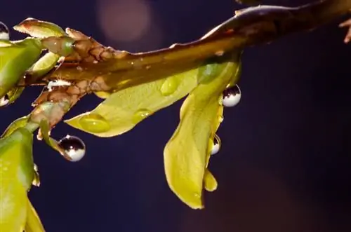 Water, fertilize and cut forsythia