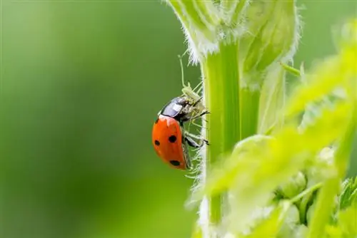 Bekjemp skjellinsekter vellykket