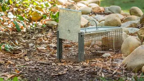 capcană de vole