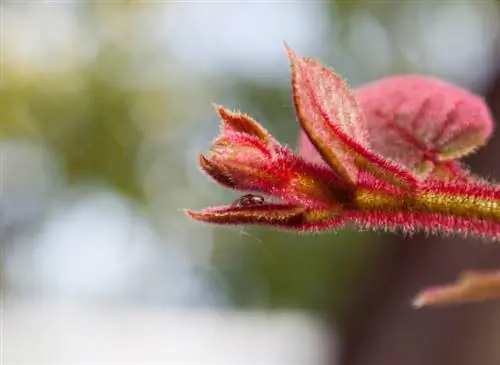 Cultiver du kiwi : Comment le cultiver avec succès dans son propre jardin