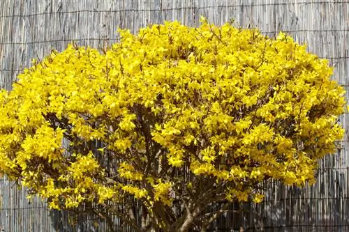 Standard forsythia: เคล็ดลับการดูแลให้ประสบความสำเร็จ