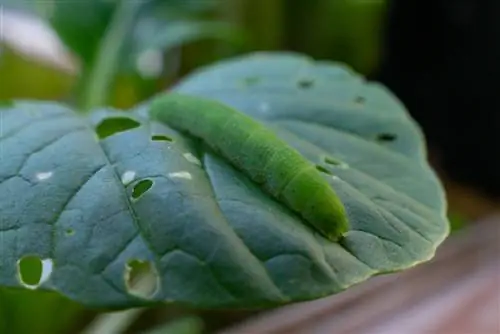 cabbage white