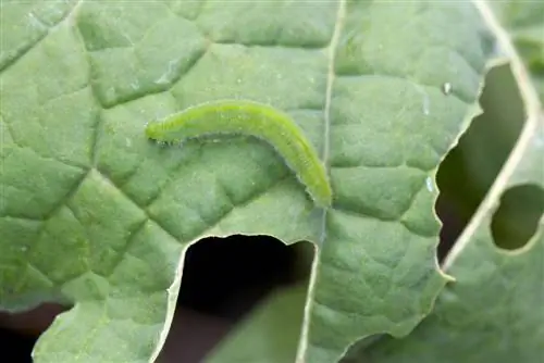 cabbage white