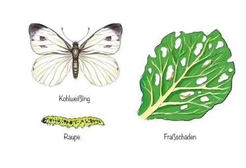 Kupu-kupu putih kubis, ulatnya dan kerusakan akibat pemberian makan