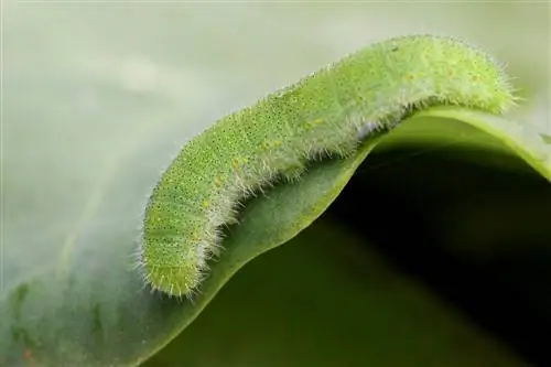 cabbage white