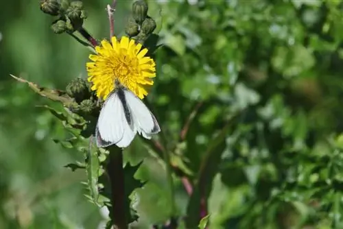 repollo blanco