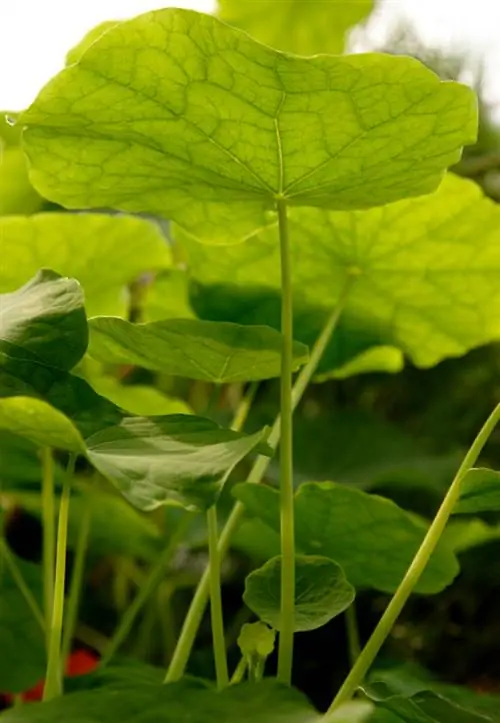 Varför blommar inte min nasturtium? Orsaker och åtgärder