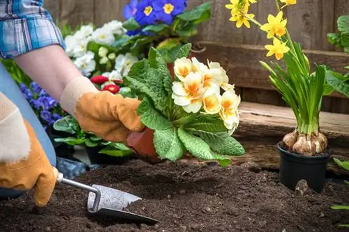 Çiçəklənən primroslar: Düzgün yeri necə tapa bilərəm?