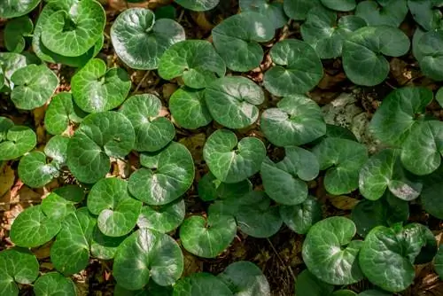 հողի ծածկույթի երանգ