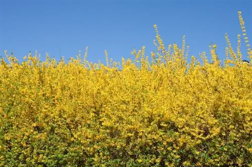 Creació d'una tanca de forsythia: així és com planteu les flors