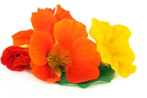 Varietas nasturtium: Temukan variasinya