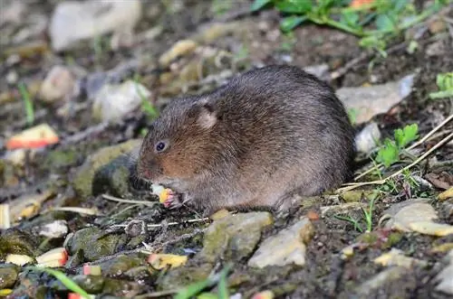 Recognize and drive away voles