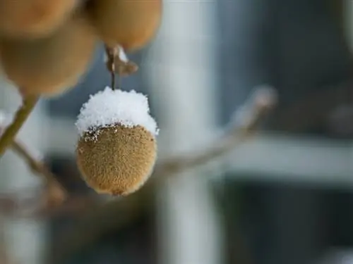 Kiwi durante o inverno: como proteger suas plantas no inverno