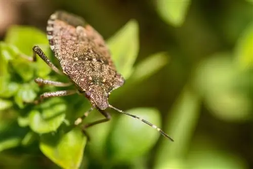 insecte pudent-escarabat pudent