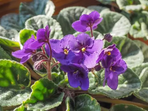 Are African violets poisonous? important safety instructions