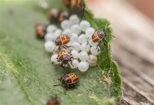 insecte pudent-escarabat pudent