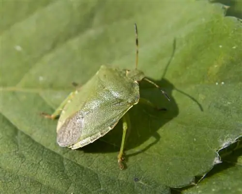 insecte pudent-escarabat pudent