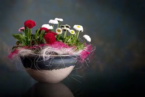 Daisies in the bucket