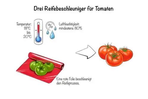 Green tomatoes: three ripening accelerators