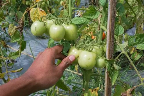 green tomatoes