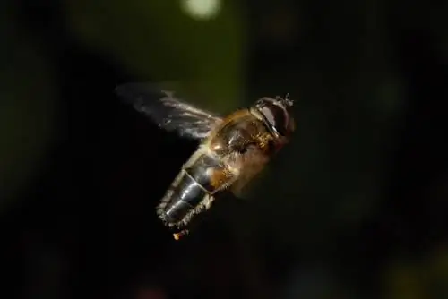 hoverfly