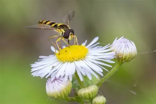 hoverfly