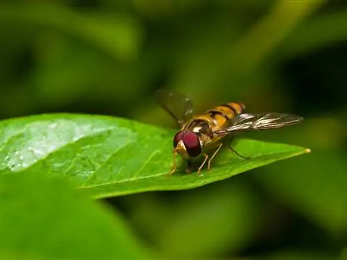 hoverfly