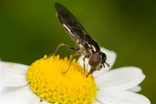 hoverfly