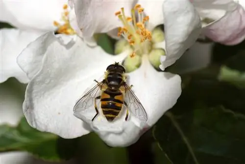 hoverfly